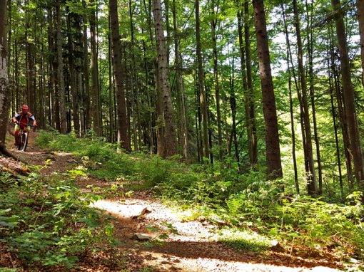 Flowtrails Geißkopf